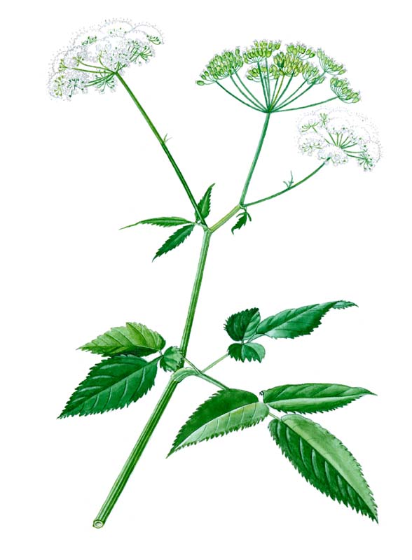 bršlice
